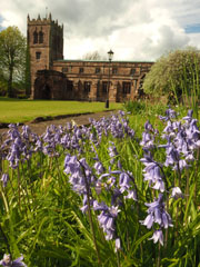 Bluebells in Kirkby Stephen churchyard